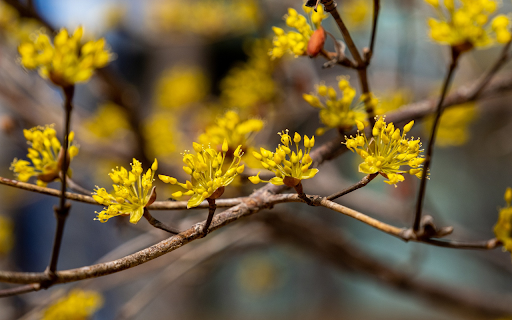 Yellow flowers welcome spring screenshot 1