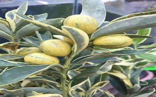 yellow fruit tree wallpaper screenshot 1