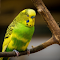 Yellow-headed parrot logo