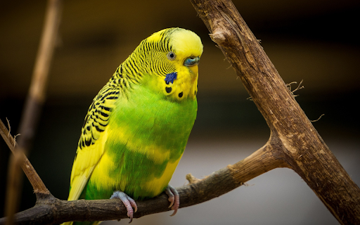 Yellow-headed parrot screenshot 1