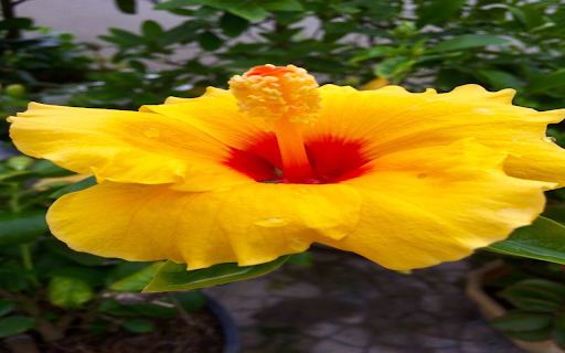Yellow Hibiscus Wallpaper screenshot 1