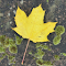 Yellow leaves and moss logo