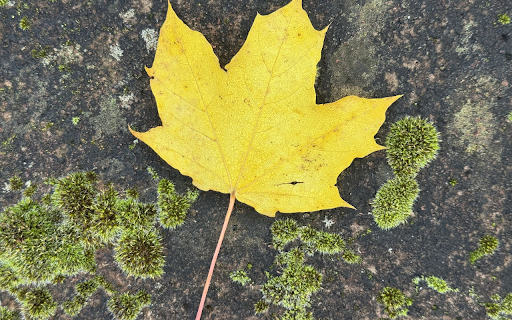 Yellow leaves and moss screenshot 1