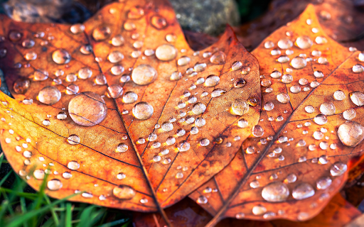 Yellow leaves and stagnant water screenshot 1
