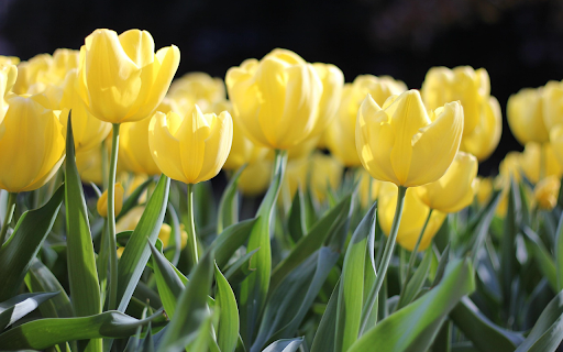 Yellow lily screenshot 1