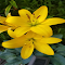 Yellow Lily wallpaper logo