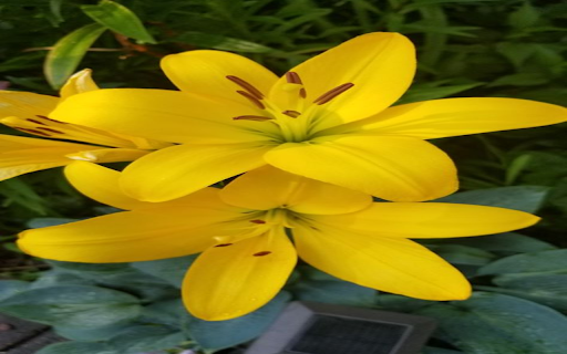 Yellow Lily wallpaper screenshot 1