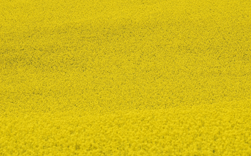 Yellow mustard flower garden screenshot 1