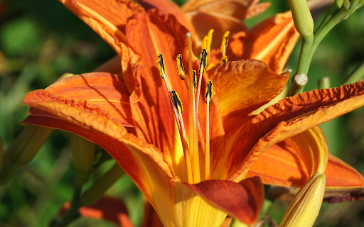 Yellow orange lilies screenshot 1