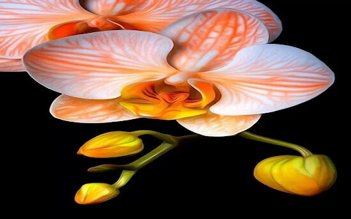 yellow orchid wallpaper screenshot 1