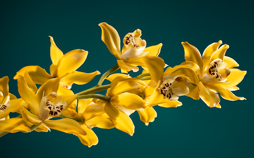 Yellow orchids on a blue background screenshot 1