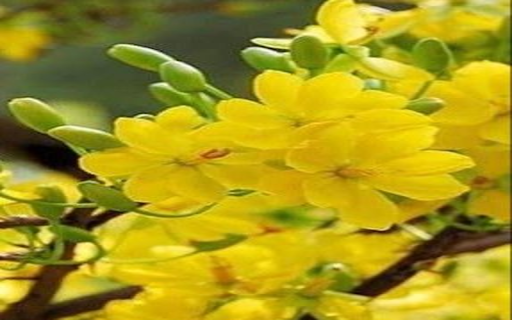 Yellow Primrose Wallpaper screenshot 1