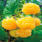 Yellow raspberry wallpaper logo