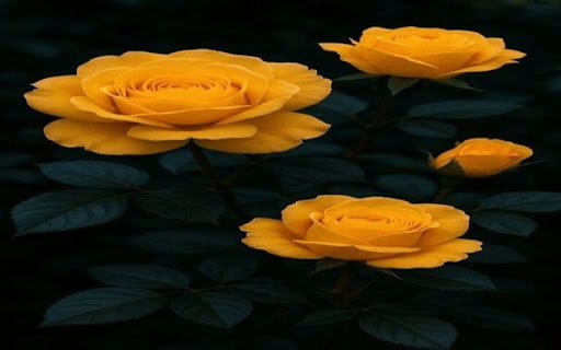 yellow rose wallpaper screenshot 1