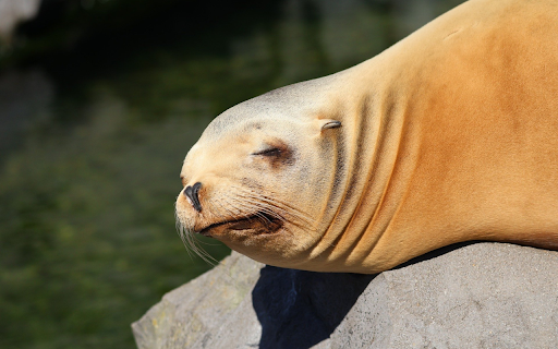 Yellow Sea Lion screenshot 1