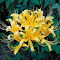 Yellow spider lily wallpapers logo