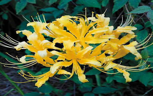 Yellow spider lily wallpapers screenshot 1