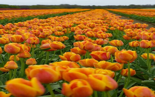 Yellow tulip field wallpaper screenshot 1