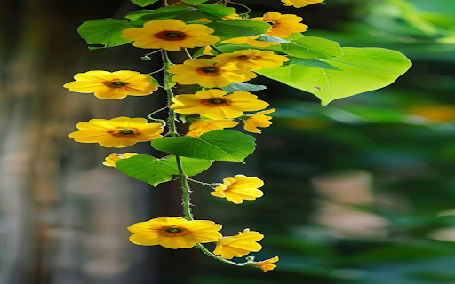 Yellow vines wallpaper screenshot 1