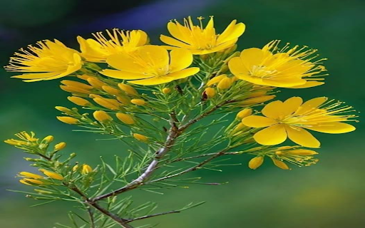 Yellow Wildflower Wallpaper screenshot 1