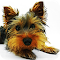 Yorkie Puppy logo