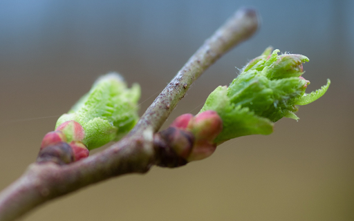 Young buds screenshot 1
