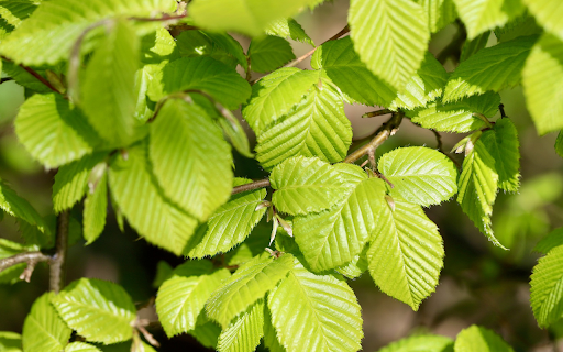 Young glossy leaves screenshot 1