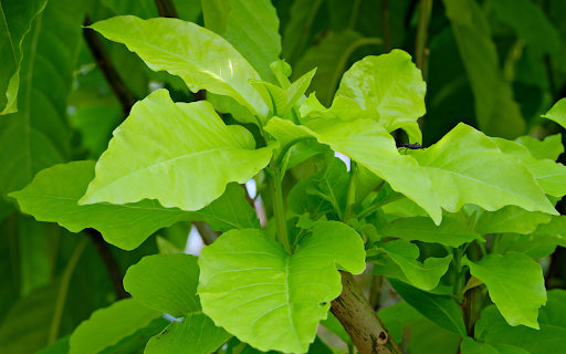 Young green leaves screenshot 1