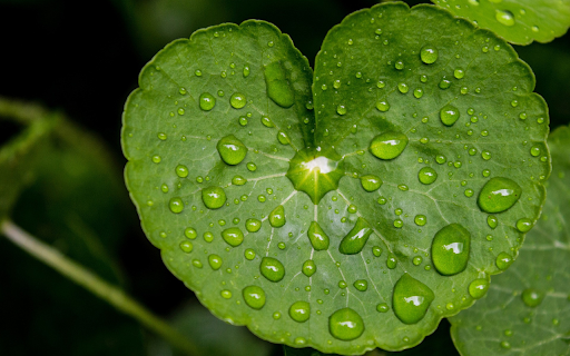 Young leaf and water drop screenshot 1
