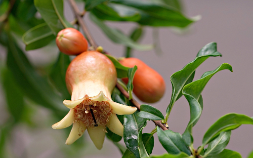 Young pomegranate buds and fruits screenshot 1