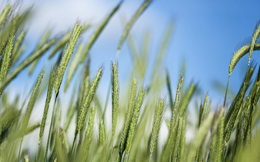 Young Rice Flower screenshot 1