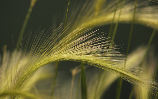 young rice flowers screenshot 1