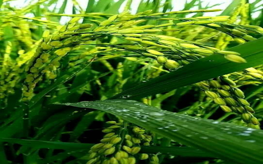 Young rice plant wallpaper screenshot 1