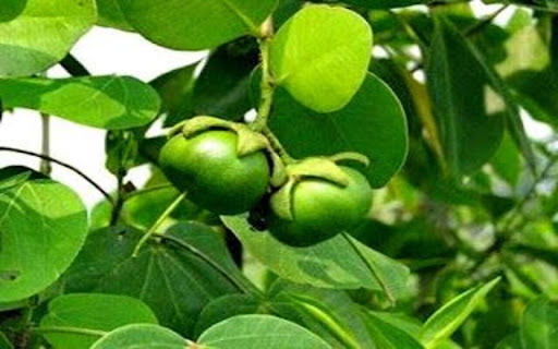 young tamarind fruit wallpaper screenshot 1
