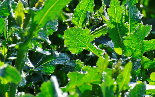 Young vegetable garden screenshot 1