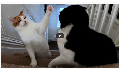 Youtube Autostop screenshot 1