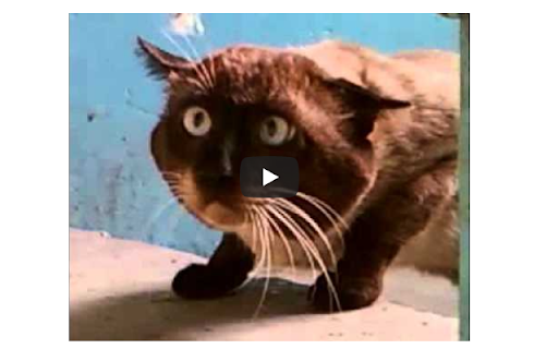 YouTube Video Stop screenshot 1