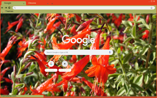 Zauschneria screenshot 1