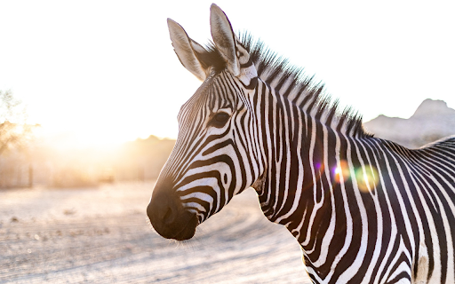 Zebra screenshot 1