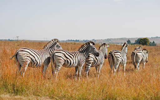 Zebras in the Savannah screenshot 1