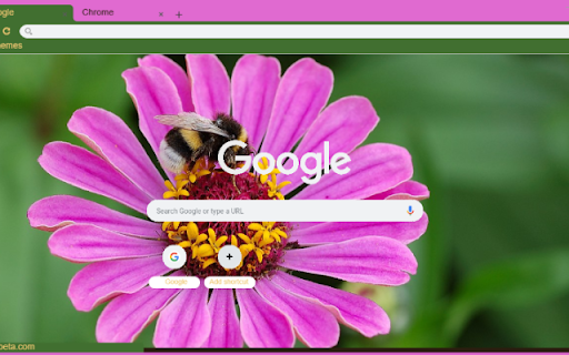 Zinnia Elegans screenshot 1