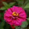 Zinnia flower growing in garden logo