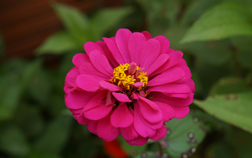 Zinnia flower growing in garden screenshot 1